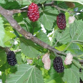Illinois Everbearing Mulberry Tree - Stark Bro’s