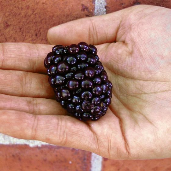 Kiowa Blackberry Plant