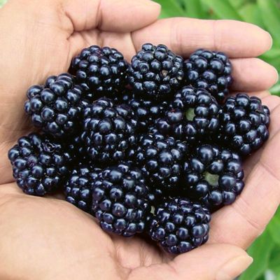 View full size image Photo of Thornless Blackberry Plant Collection