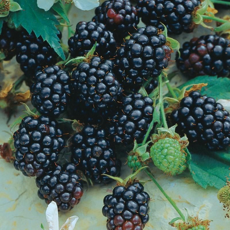 10 Fun Facts About Bramble Berry