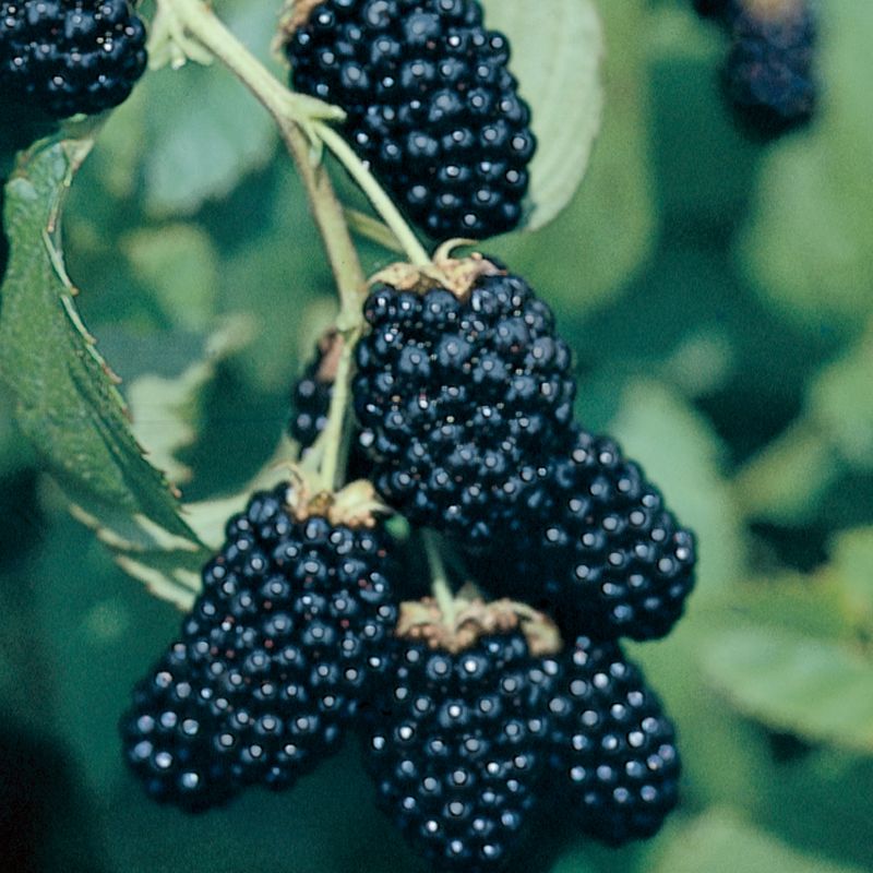 Ouachita Thornless Blackberry Plant