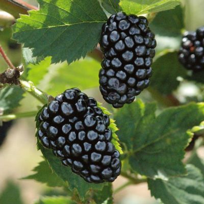 View full size image Photo of Thornless Blackberry Plant Collection