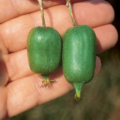 View full size image Photo of Issai Hardy Kiwi Vine