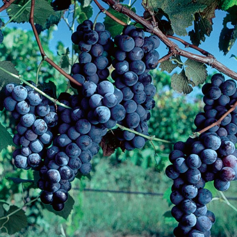 Lomanto Bunch Grape Vine