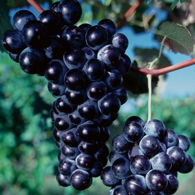 View full size image Concord Seedless Grapes