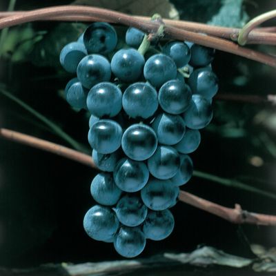 View full size image Photo of Concord Seedless Grape Vine