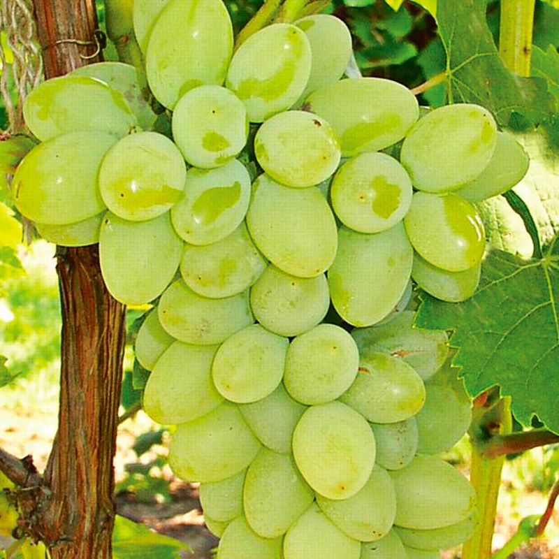 Neptune Seedless Grape Vine - Stark Bro's