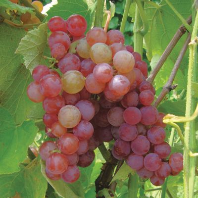 View full size image Photo of Somerset Seedless Grape Vine