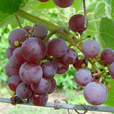 View full size image Photo of Somerset Seedless Grape Vine