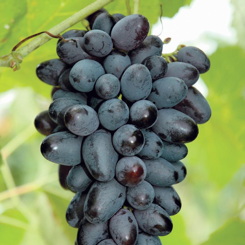 Growing Seedless Grapes - Stark Bro's