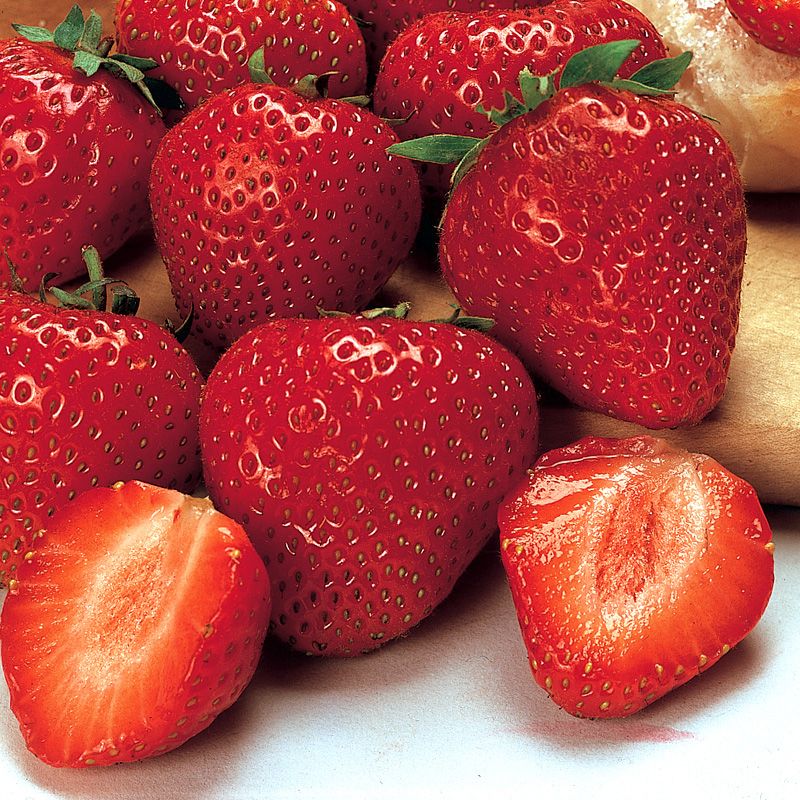 Image of Earliglow Strawberry