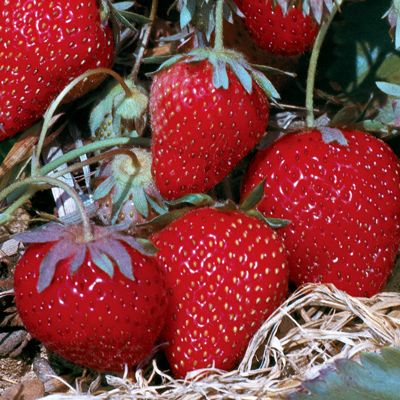 View full size image Photo of Allstar Strawberry Plant