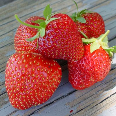 View full size image Photo of Jewel Strawberry Plant