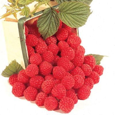 View full size image Photo of Heritage Red Raspberry Plant
