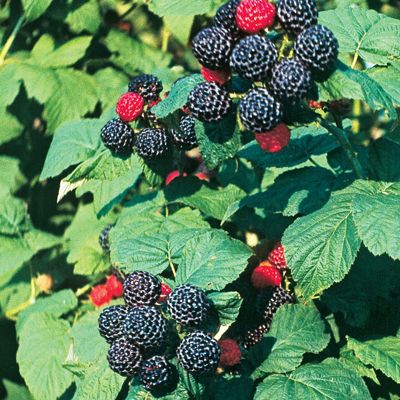 View full size image Photo of Bristol Black Raspberry Plant