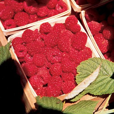 View full size image Photo of Primocane Red Raspberry Plant Collection