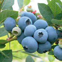 IRIIS phytoprotection - Fiche technique, Bleuet à feuilles étroites (syn.  Bleuet à fruits pruineux) - Early lowbush blueberry (syn. Lowbush blueberry)