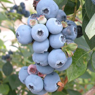 View full size image Photo of Sweetheart Blueberry Plant