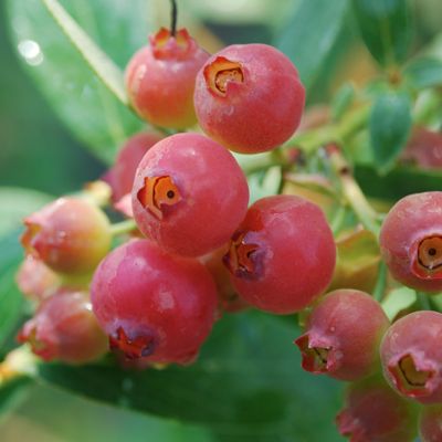 View full size image Photo of Pink Lemonade Blueberry Plant
