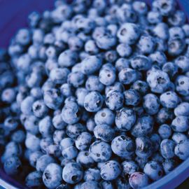 Northblue Blueberry