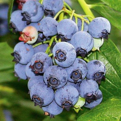 View full size image Photo of Jersey Blueberry Plant