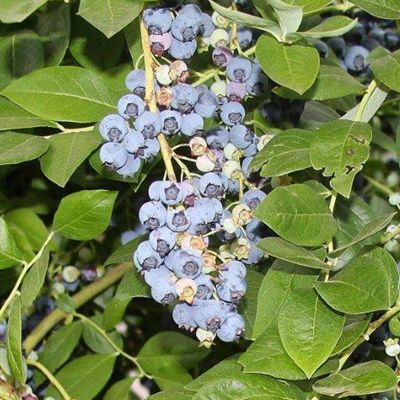 View full size image Photo of Jersey Blueberry Plant