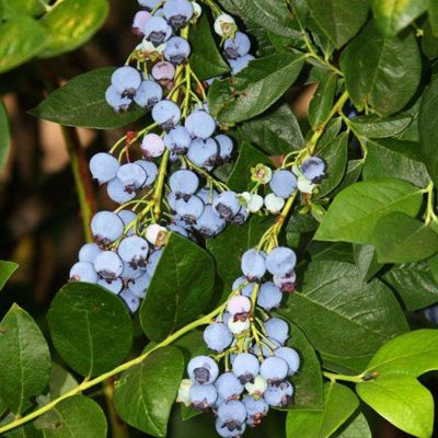 View full size image Photo of Jersey Blueberry Plant