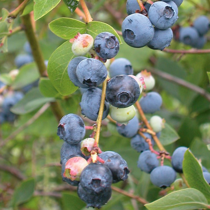 Elliott Blueberry - Blueberry Plants - Stark Bro's