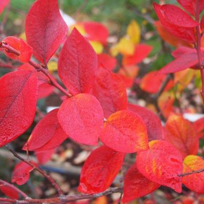 View full size image Photo of Chandler Blueberry Plant