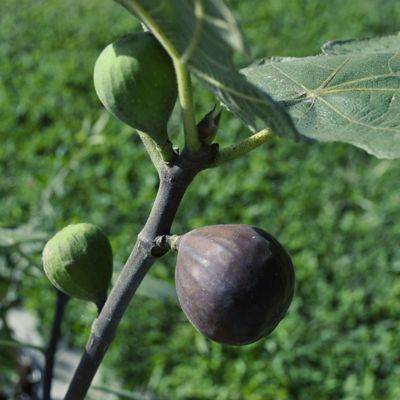View full size image Photo of Chicago Hardy Fig Tree