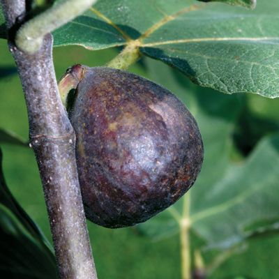 View full size image Photo of Brown Turkey Fig Tree