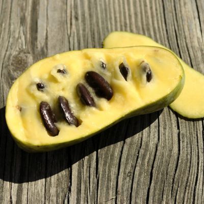 View full size image Photo of Mango Pawpaw Tree