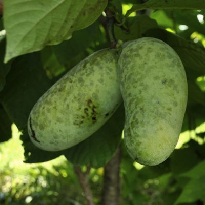 View full size image Photo of Mango Pawpaw Tree