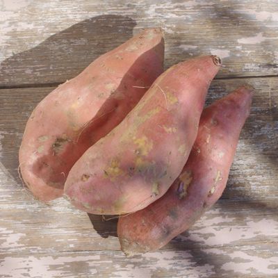 View full size image Photo of Beauregard Sweet Potato Plant