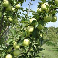 Spur Apple Trees from Stark Bro's - Starkspur® Apple Trees