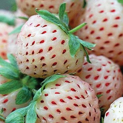 View full size image Photo of White Pineberry Strawberry Plant