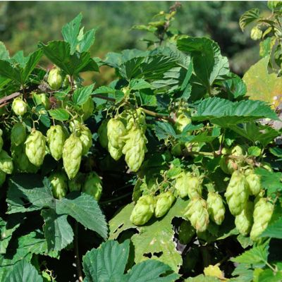 View full size image Photo of Cascade Hops Bine