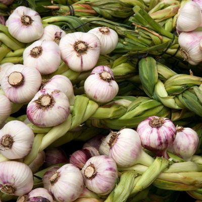 View full size image Photo of Early Italian Certified Organic Garlic Bulbs