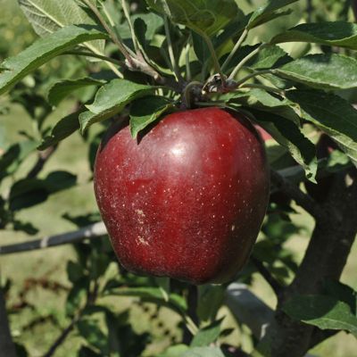 View full size image Photo of Starkrimson® Red Delicious Apple Tree