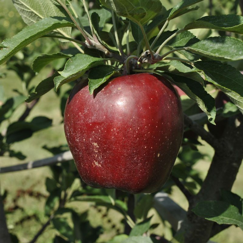 Caring For Red Delicious Apple Trees - How To Grow A Red Delicious Apple  Tree