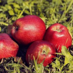 Photo of Red Delicious Apple Tree