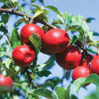 View full size image Photo of Starkspur® Red Rome Beauty Apple Tree