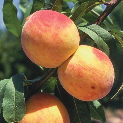 View full size image Photo of Reliance Peach Tree