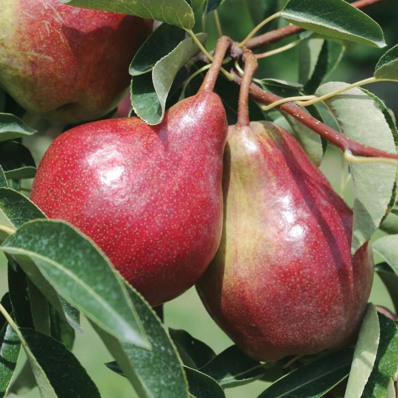 Red Bartlett Pears Information and Facts