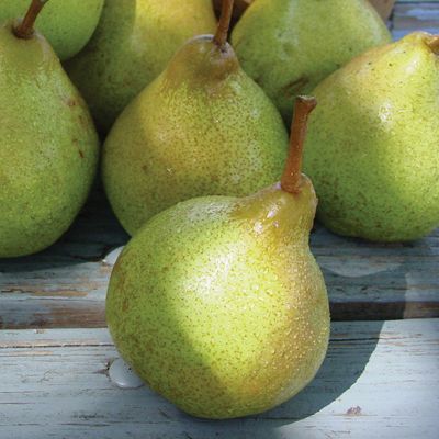 View full size image Photo of Stark® SugarSweet Pear Tree