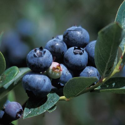 View full size image Photo of Duke Blueberry Plant