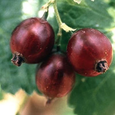 View full size image Photo of Jostaberry Plant