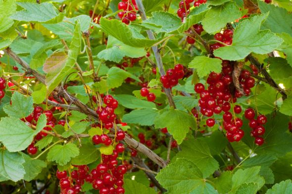 Currant Plants