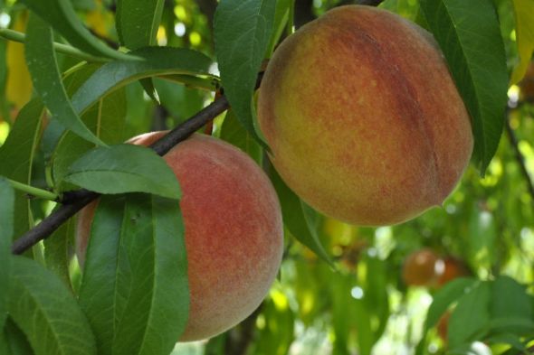 Growing Peach Trees: How To Plant A Peach Tree