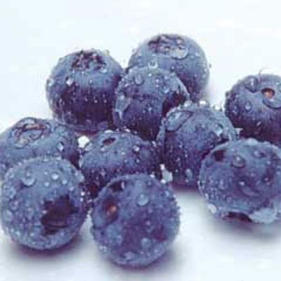 View full size image Photo of Northblue Blueberry Plant